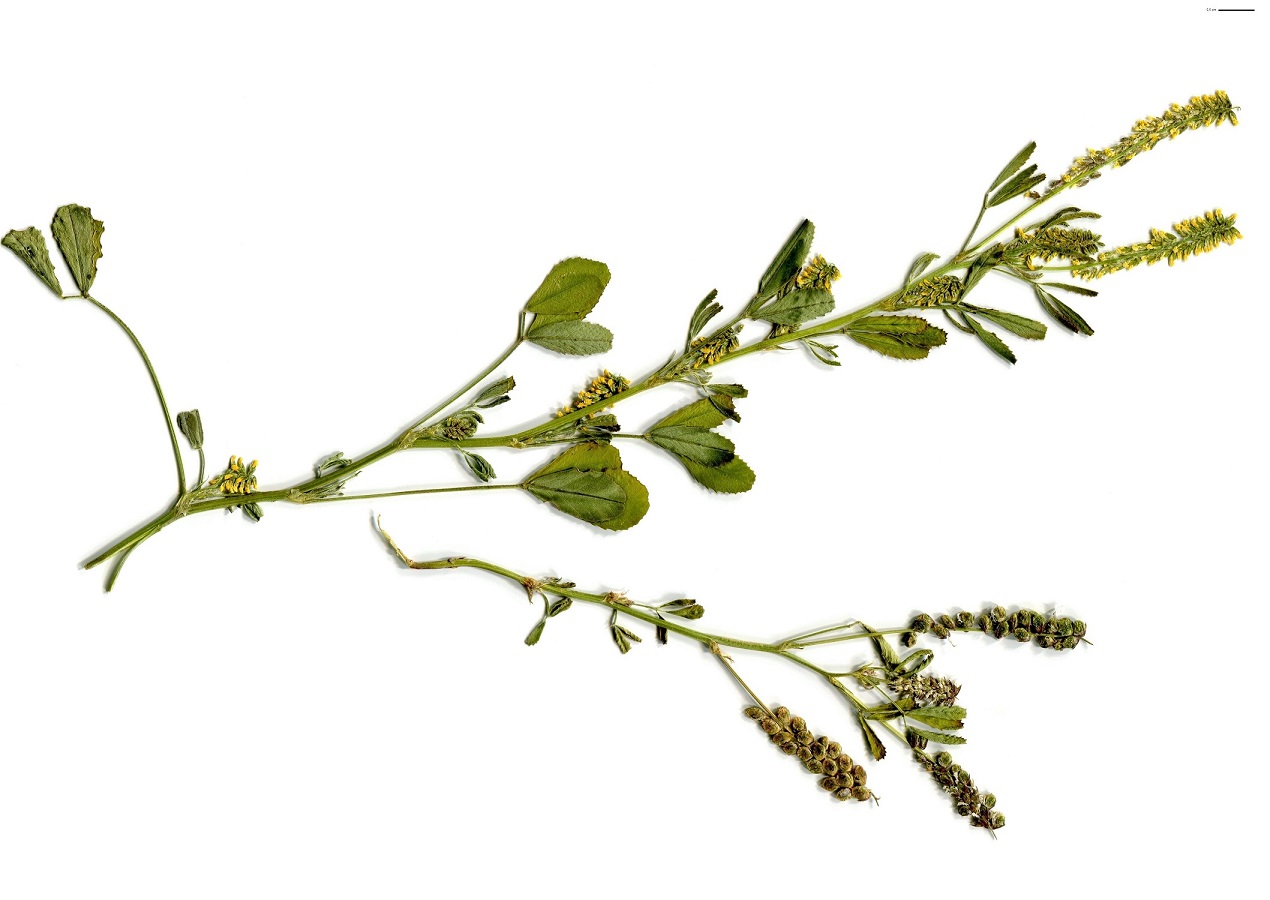 Trigonella smallii (Fabaceae)